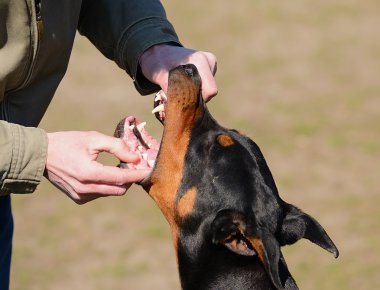 Doberman Pinscher diş testi
