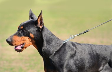 doberman pinscher portre