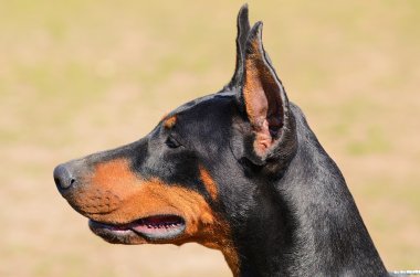 doberman pinscher portre