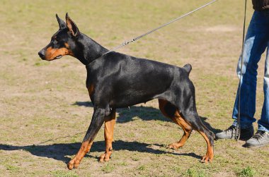 Doberman Pinscher