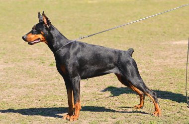 doberman pinscher portre