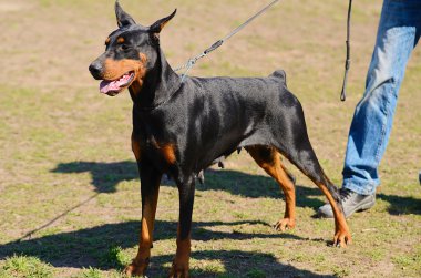 Doberman Pinscher