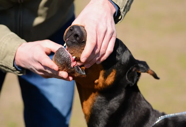 Dobermany Pinscher zęba badanie — Zdjęcie stockowe