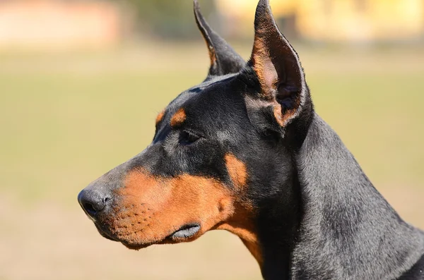 Doberman pinscher porträtt — Stockfoto