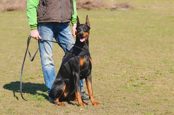 Doberman Pinscher —  Fotos de Stock