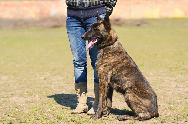 Cão pastor holandês — Fotografia de Stock