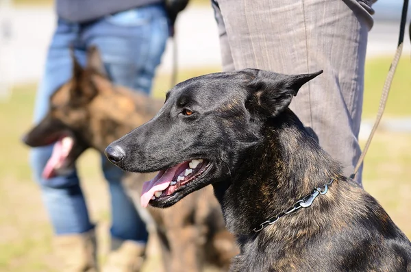 Dutch shepherd dog — Stock Photo, Image
