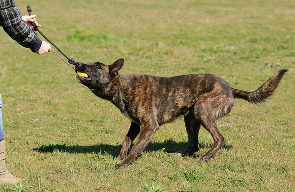 Dutch shepherd dog in field — Stock Photo, Image