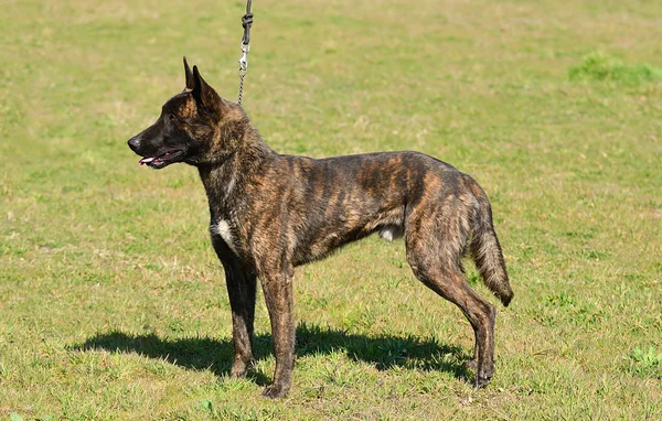 Holländischer Schäferhund im Feld Stockfoto