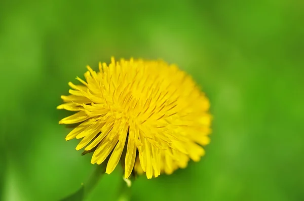 Closeup photo of a yelow dandelion — Stock Photo, Image