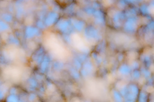 Wazig foto van de bloeiende lente bloemen op kersenboom — Stockfoto