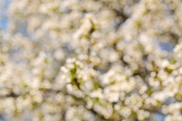 Blurred photo of blooming spring flowers on cherry tree — Stock Photo, Image