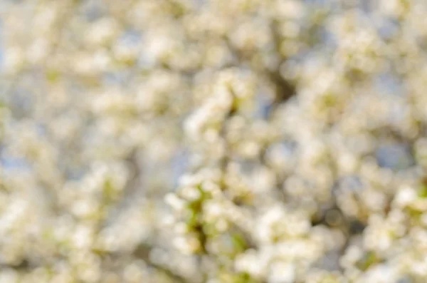 Photo floue de fleurs printanières en fleurs sur un cerisier — Photo