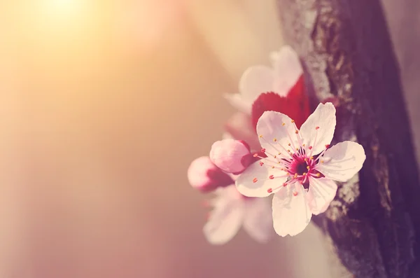 Foto de ensueño de flores de primavera Imágenes de stock libres de derechos