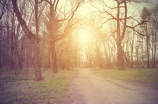 Foto vintage do caminho da floresta — Fotografia de Stock