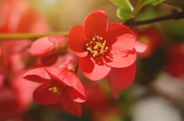 Red wildflowers — Stock Photo, Image