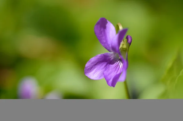 Closeup fotografie Fialový květ — Stock fotografie