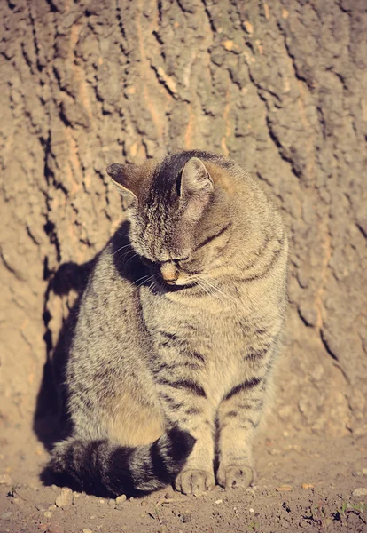 Katzenporträt — Stockfoto