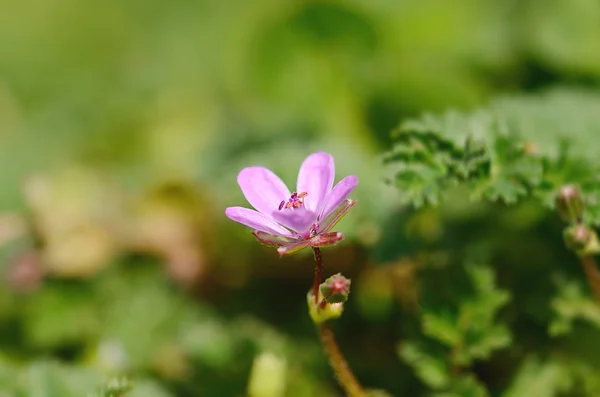 Closeup photo of a purple flower — Stock Photo, Image