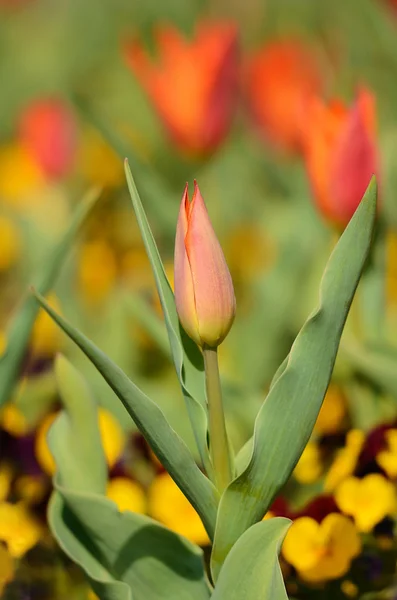 Červený Tulipán na slunečný den — Stock fotografie