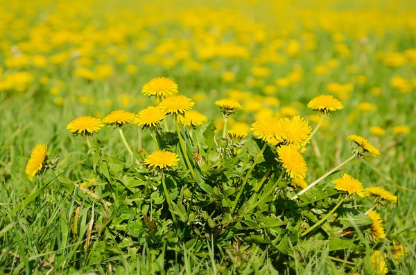 Yellow dandelion flower — Stock Photo, Image