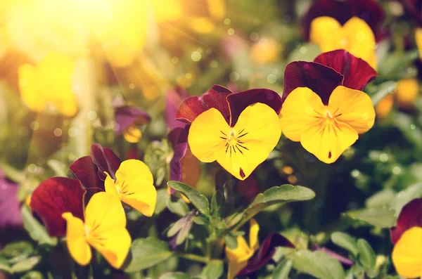 Gros plan photo de fleurs de beauté dans le jardin — Photo