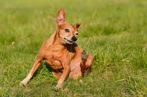 Dog scratching in the field — Stock Photo, Image