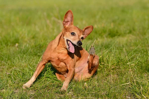 Cão arranhando no campo — Fotografia de Stock