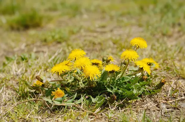 Dandelion flowers on a sunny day — Stock Photo, Image