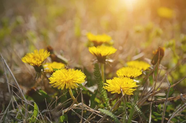 Fleurs de pissenlit par une journée ensoleillée — Photo