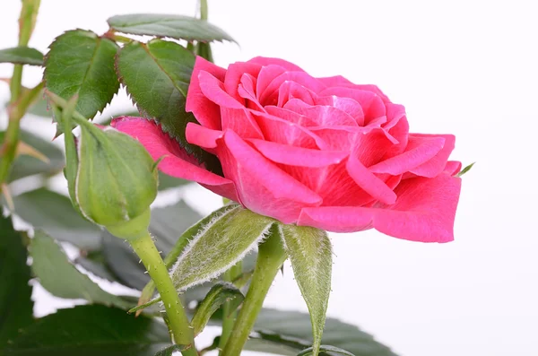 Rosa su sfondo bianco — Foto Stock