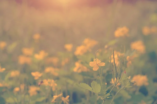 Ročník fotografické žluté květy — Stock fotografie