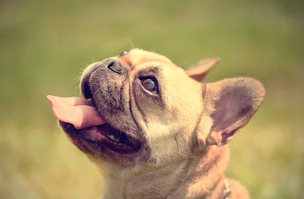 French bulldog portrait — Stock Photo, Image