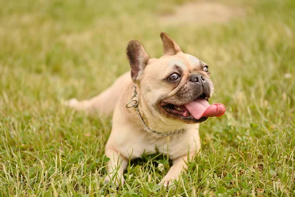 French Bulldog — Stock Photo, Image