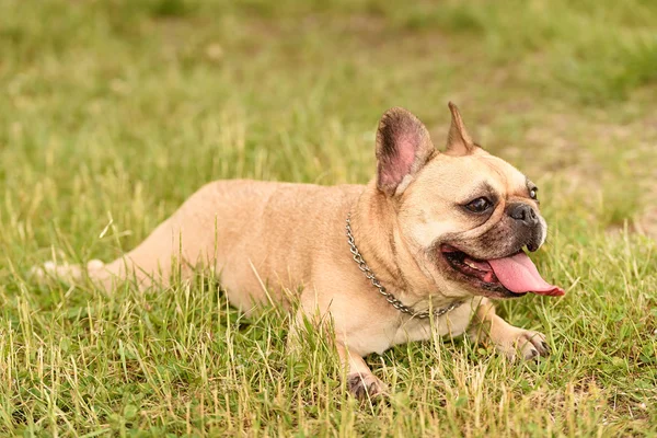 French Bulldog — Stock Photo, Image