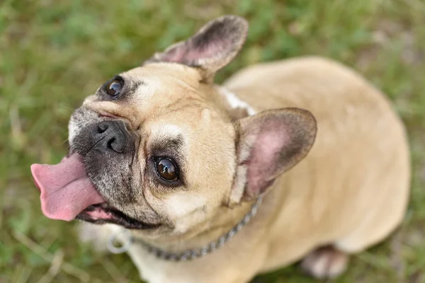 Closeup photo of a happy french bulldog — 스톡 사진