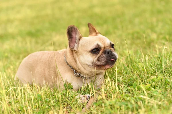 Foto da vicino di un bulldog francese felice — Foto Stock