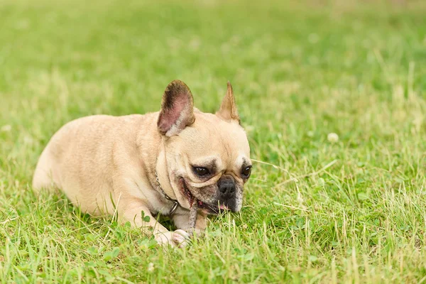 Foto da vicino di un bulldog francese felice — Foto Stock