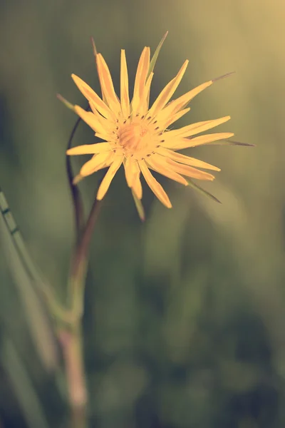 Jahrgangsfoto der gelben Wildblume — Stockfoto