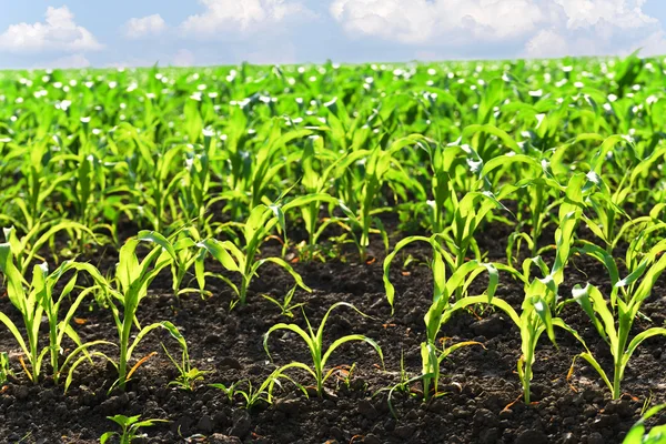 Кукурудзяне поле — стокове фото
