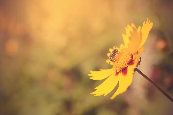 Foto suave de uma bela abelha e flores — Fotografia de Stock