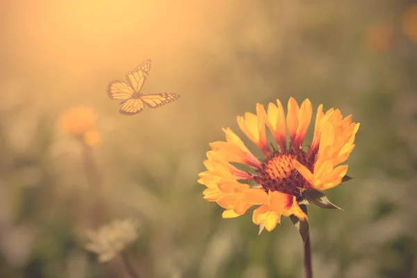 Bela borboleta e flores — Fotografia de Stock