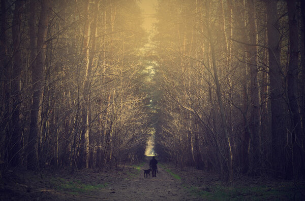 Man and dog walk in the forest at sunset