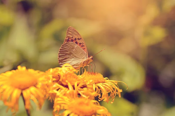 Farfalla poggiata su fiori selvatici una giornata di sole — Foto Stock