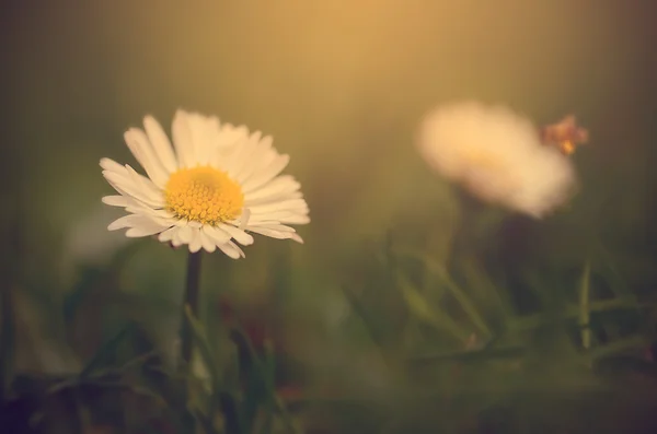 Macro vue de la fleur de marguerite au coucher du soleil — Photo