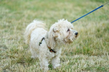 Bichon bolognese köpek geen