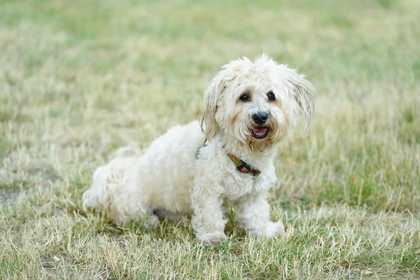 Bichon bolognese cão em geen — Fotografia de Stock