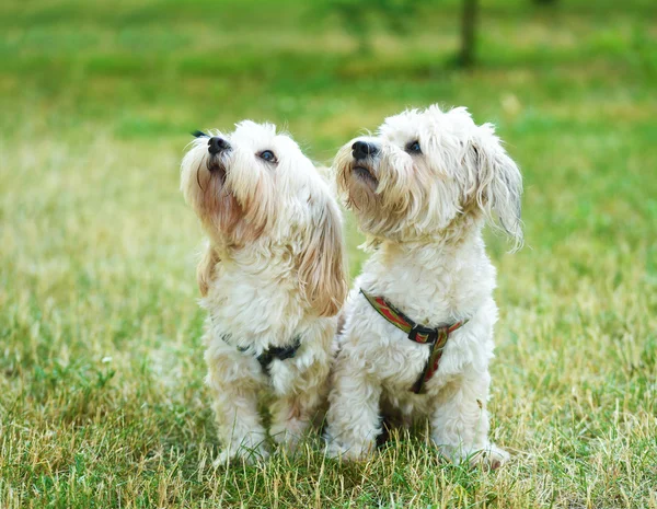 グリーンペッパーのビション ボローニャ犬 — ストック写真