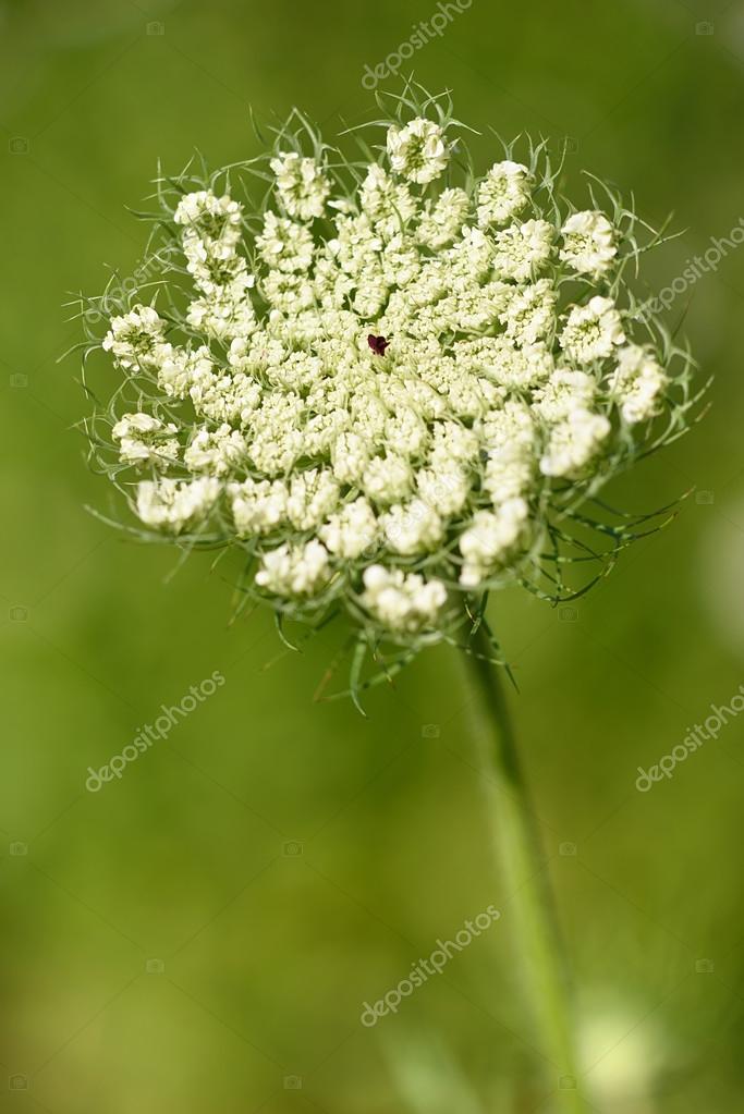 野生のニンジンの花のクローズ アップ写真 ストック写真 C Sssss1gmel 野生のニンジンの花のクローズ アップ写真 ストック写真 C Sssss1gmel
