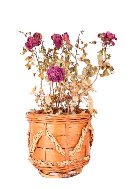 Beyaz arkaplanda izole edilmiş kuru güller